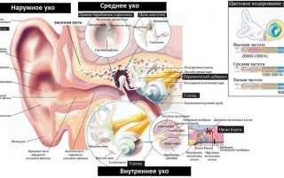 Как устроены органы слуха у человека?