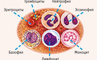 Виды анализов крови на аллергию