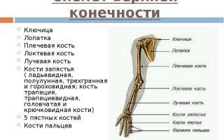 Суставы верхних конечностей: виды суставных сочленений, особенности их строения и функций