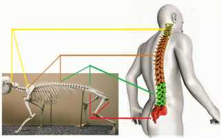 Анатомия костного строения спины и шеи или сколько у человека позвонков