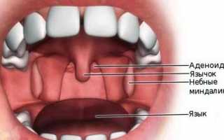 Как устроена носоглотка человека?
