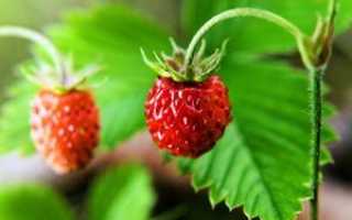 Аллергия на землянику: так ли проста вкусная лесная ягода?