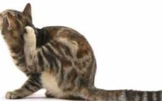 Причины возникновения экземы у кошек и способы оказания помощи хвостатому другу