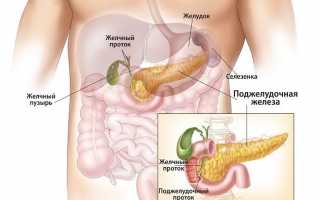 Поджелудочная железа и ее анатомия