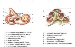 Что такое улитка внутреннего уха?