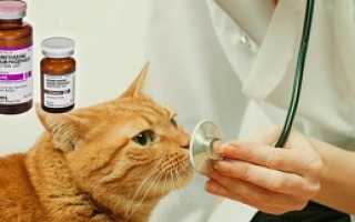 Как применяется человеческое лекарство Дексаметазон в лечении кошек