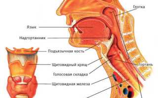 Как устроено горло человека