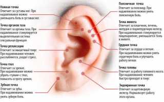 Какие есть нервные окончания в ухе?