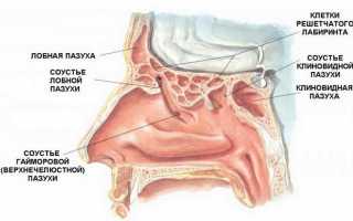 Как устроен нос человека?