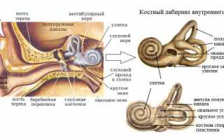 Как устроено внутреннее ухо у человека?