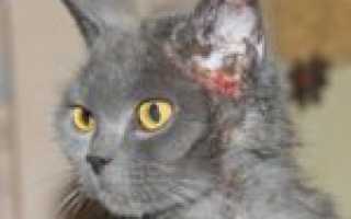 Блошиный аллергический дерматит у кошек: что это такое и как с ним справиться