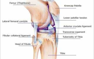 Анатомия коленного сустава как она есть