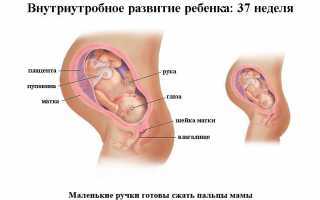 Что покажет УЗИ на 37 неделе беременности?