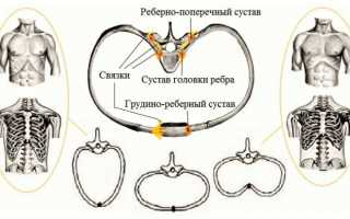 Как устроены реберно-поперечный сустав и другие сочленения ребер