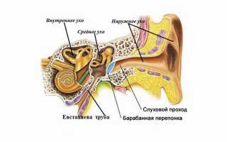 Что расположено в средней части уха?
