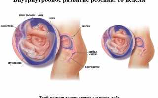 Что покажет УЗИ на 18-19 неделях беременности?