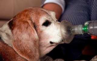 Бывает ли астма у собак и как предотвратить приступ удушья?