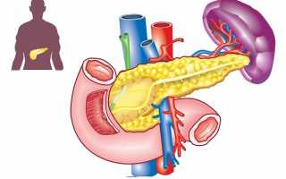 Поджелудочная железа – ее размеры и расположение