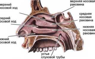 Какое строение имеет и какую функцию выполняет носовая полость?