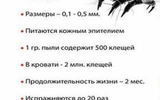 Аллергия на пылевого клеща: как бороться с симптомами и паразитами