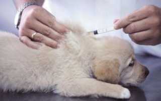 Дексаметазон для собак: препарат, облегчающий питомцам жизнь